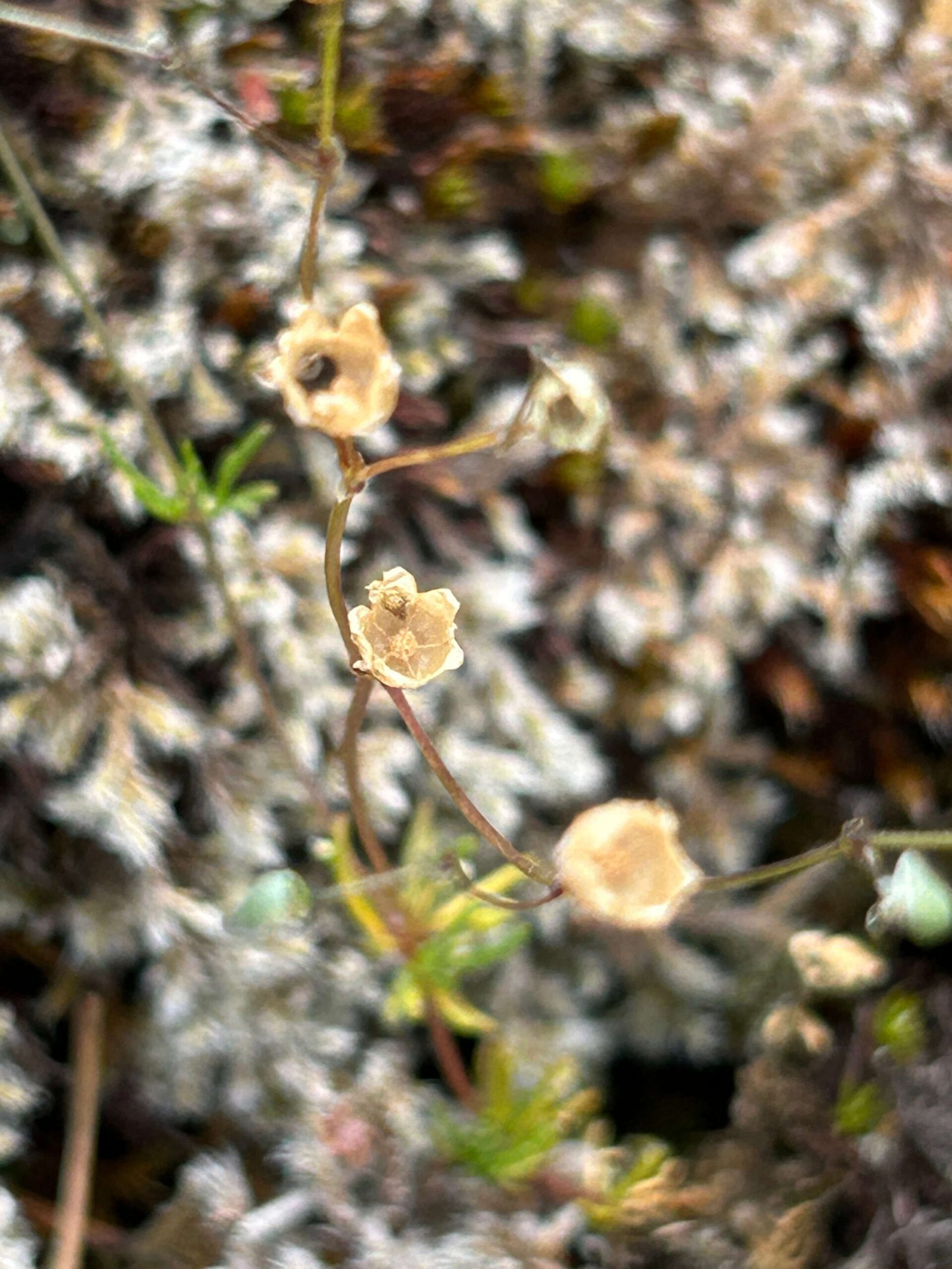 Vårspärgel-Rövarberget