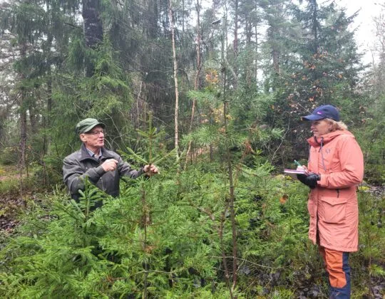 Bedömning av frihetstal i det hyggesfria skogsbruket