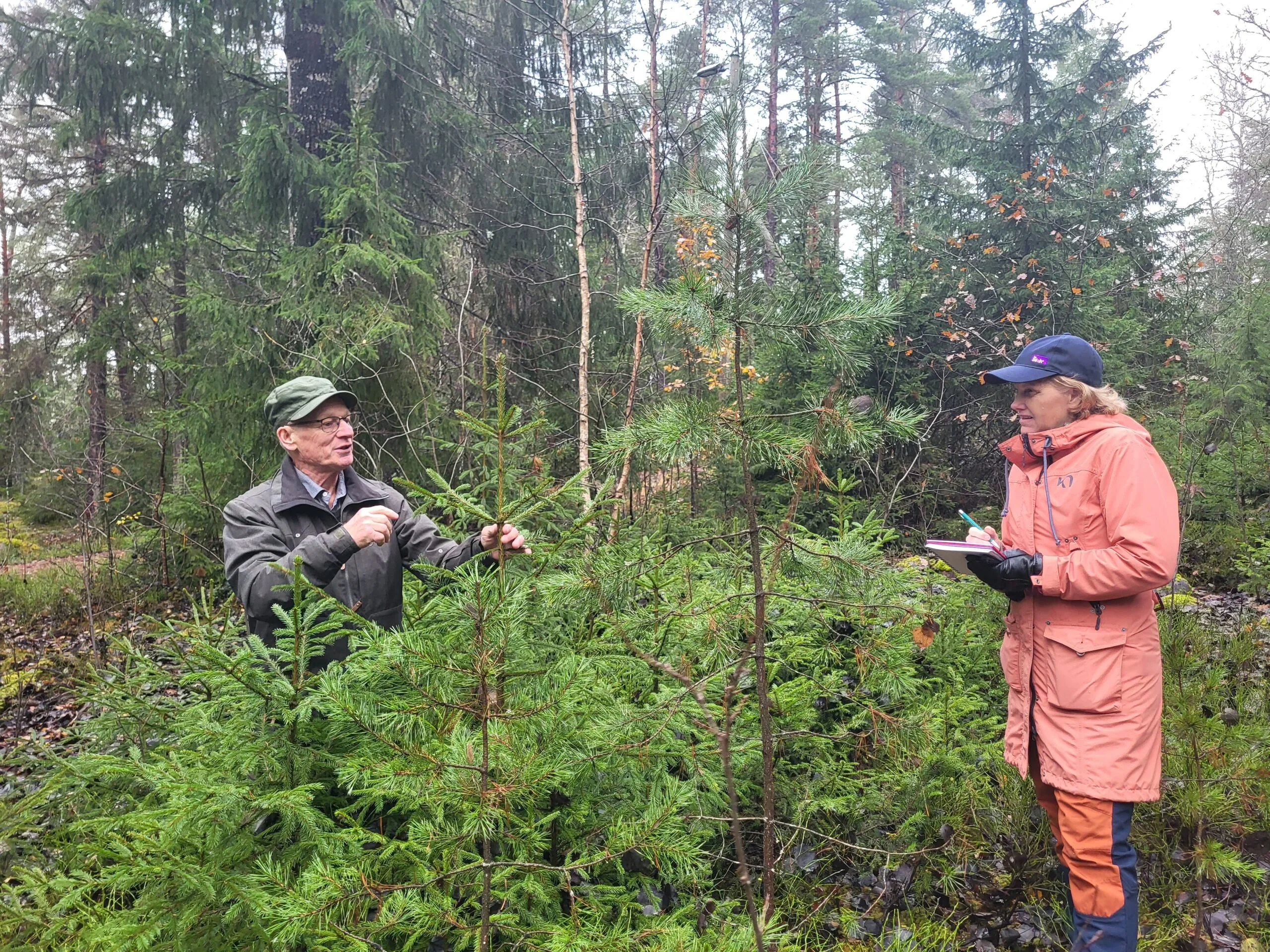 Assessment of the number of freedoms in clear-cutting forestry Bedömning av frihetstal i det hyggesfria skogsbruket