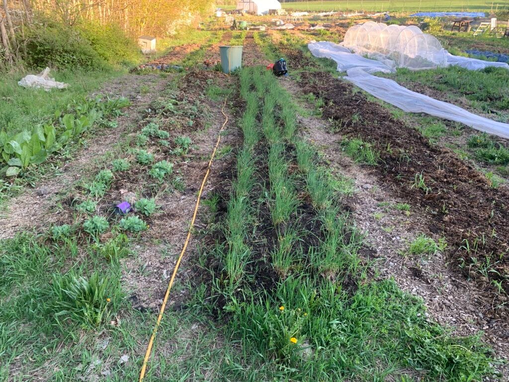 perenn odlingsbädd i Hågaby stadsodling