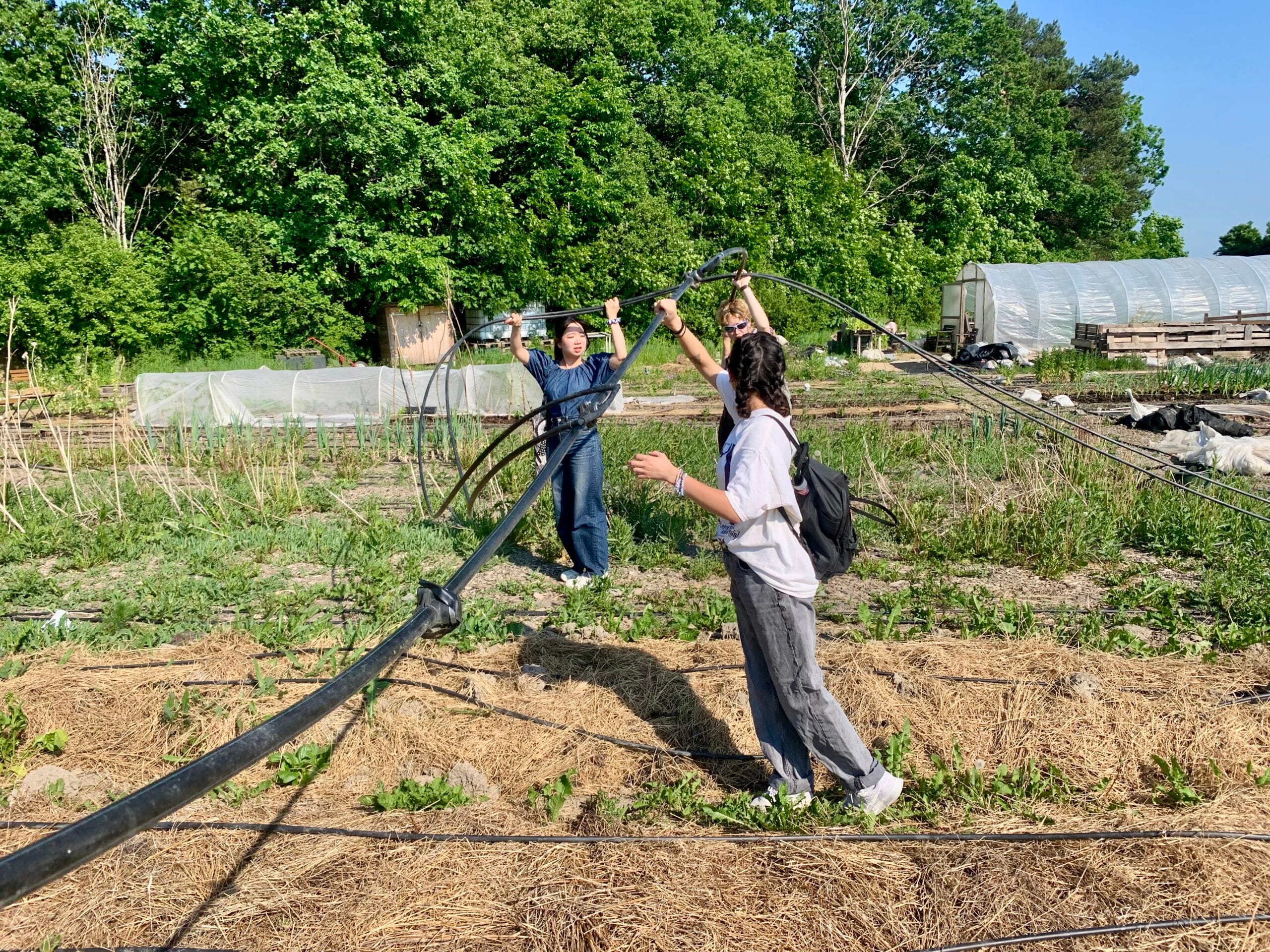 Personer lägger ut droppbevattning på Hågaby stadsodling.