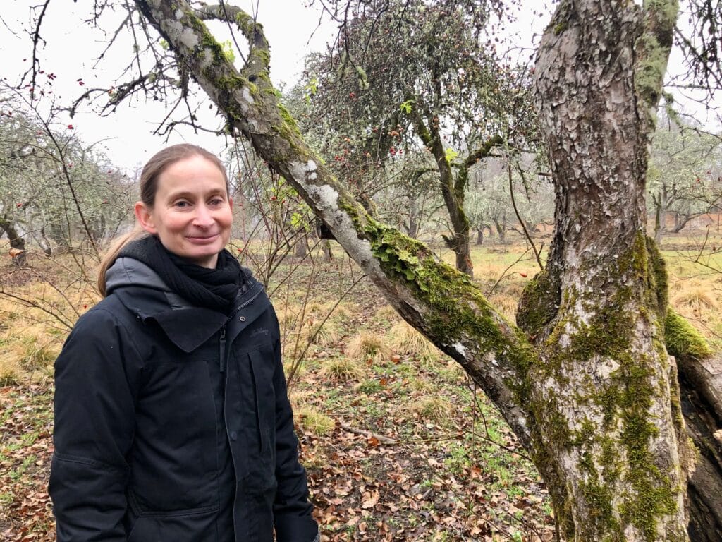 Louise Durling vid ett av de gamla äppelträden i Noors äppellund.
