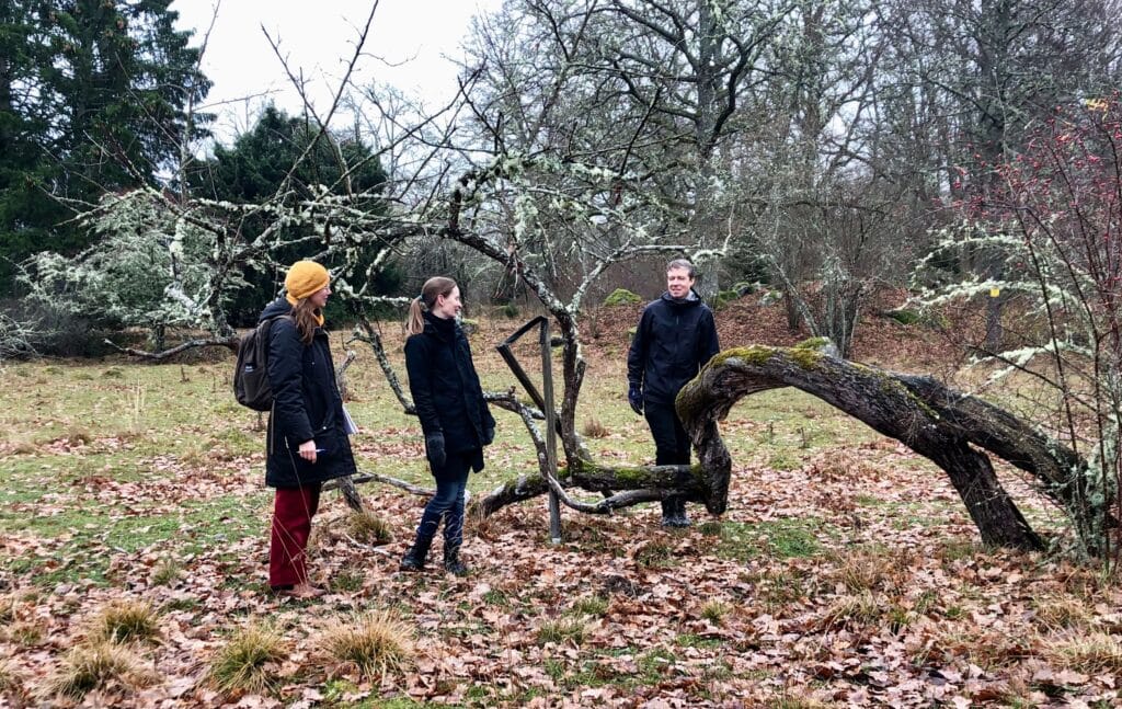 Ett av de gamla träden av sorten Noors glasäpple i Noors äppellund, Knivsta.