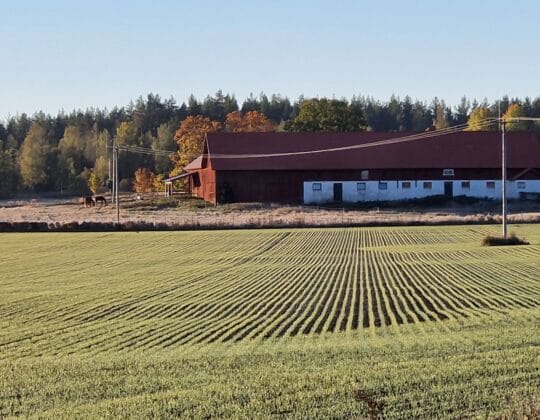 Höstvete på Jon Orvendals gård