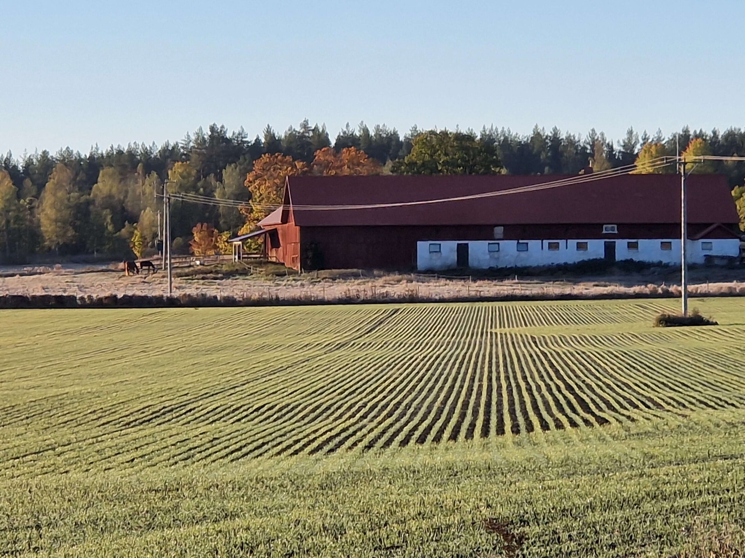 Höstvete på Jon Orvendals gård