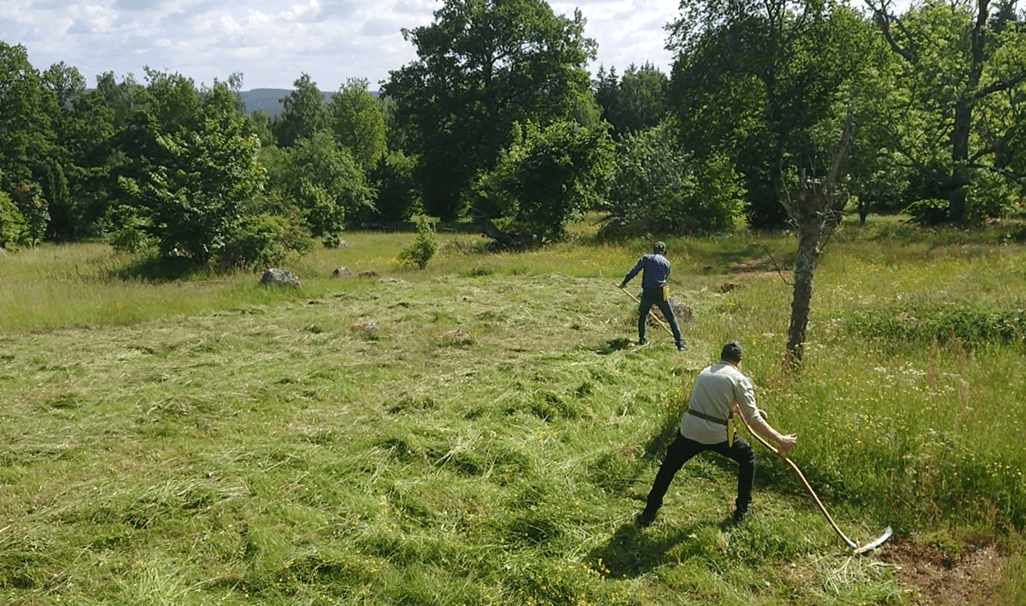 Öregrunds Golfklubb plats för blomsteräng