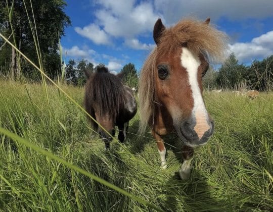 Minska klimatpåverkan med luftvärmepump. Hästarna Julia och Ketty.