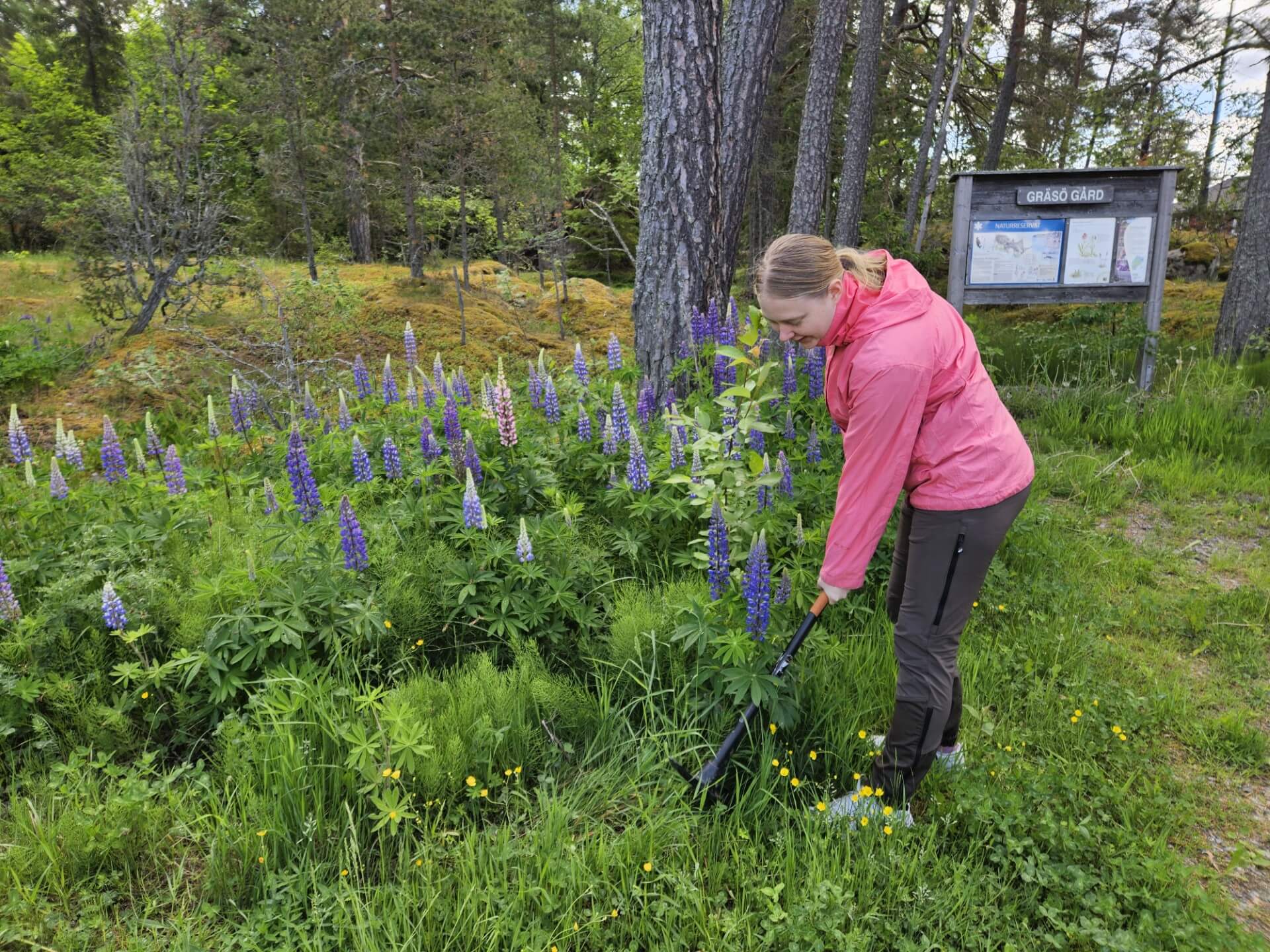 Sofia Sjöqvist lupiner UP